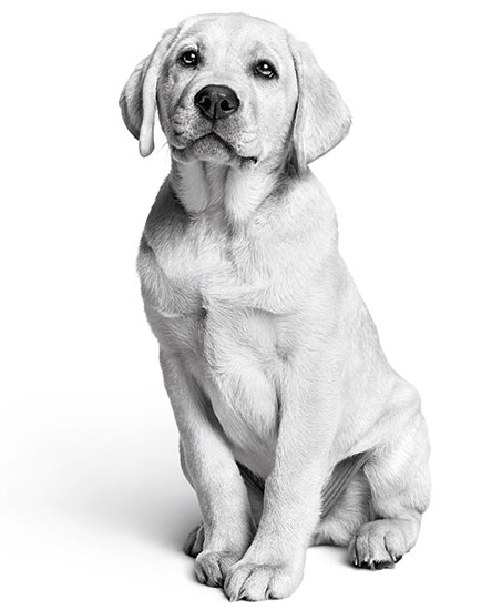 puppy